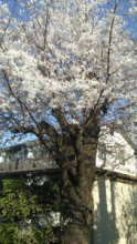 一般家屋にある桜の木の写真