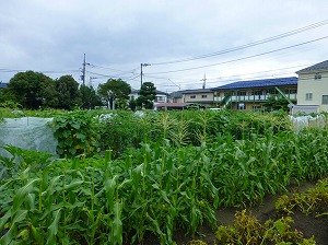 写真：井草体験農園収穫祭2