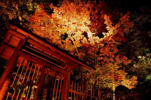 写真：大田黒公園ライトアップ