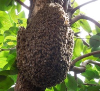 写真6：ミツバチの分封