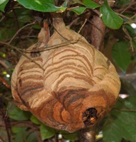 写真2:スズメバチの巣