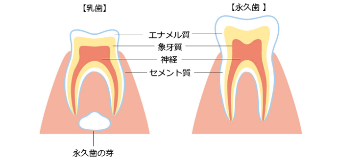 乳歯と永久歯の違いを示すイラスト