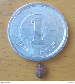 トコジラミと1円玉との比較写真