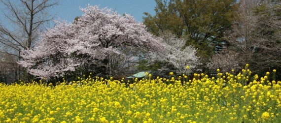 杉並区公園マップへのリンク