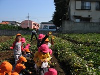 写真：近くの農園にてお芋掘り