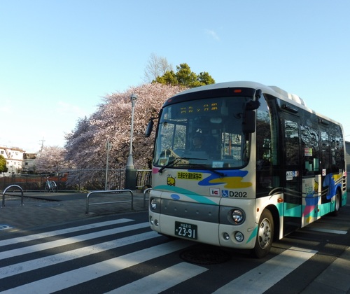 すぎ丸が桜の下を通る写真