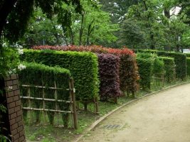 写真：塚山公園緑化モデル園