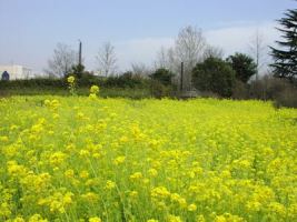 写真：菜の花