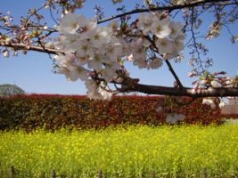 写真：桜