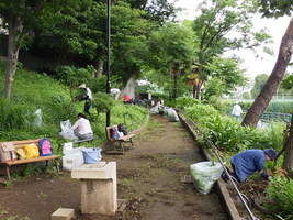 写真：みどりのボランティア杉並の活動の様子（三泉淵緑地）