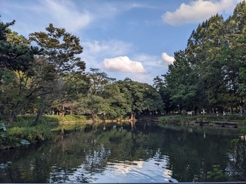 妙正寺池の写真