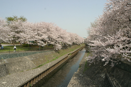 桜の写真