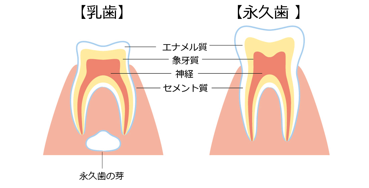 乳歯と永久歯