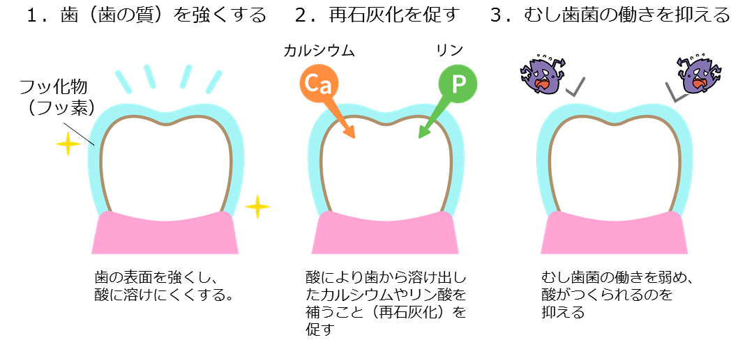 フッ素の3つの働き