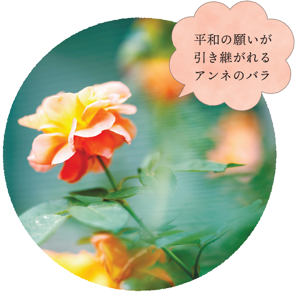 平和の願いが引き継がれるアンネのバラ