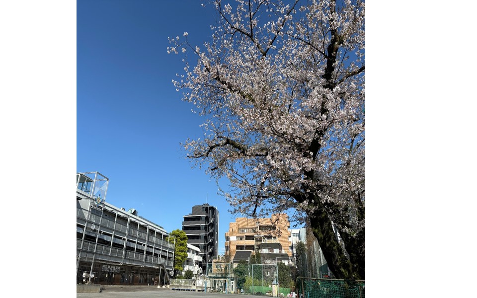 桜