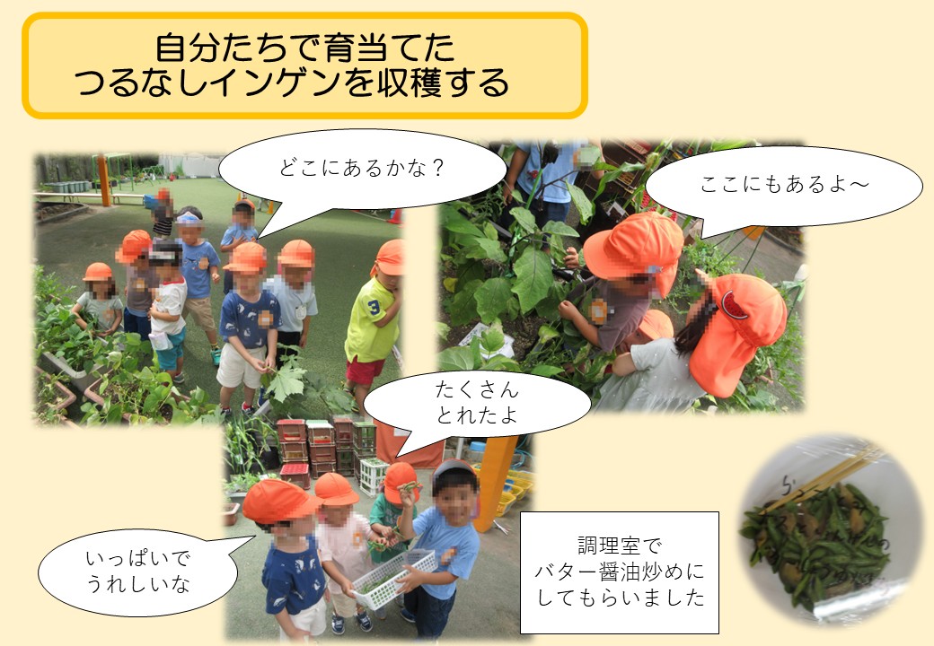 7月3歳児。自分たちで育てたつるなしインゲンを収穫する
