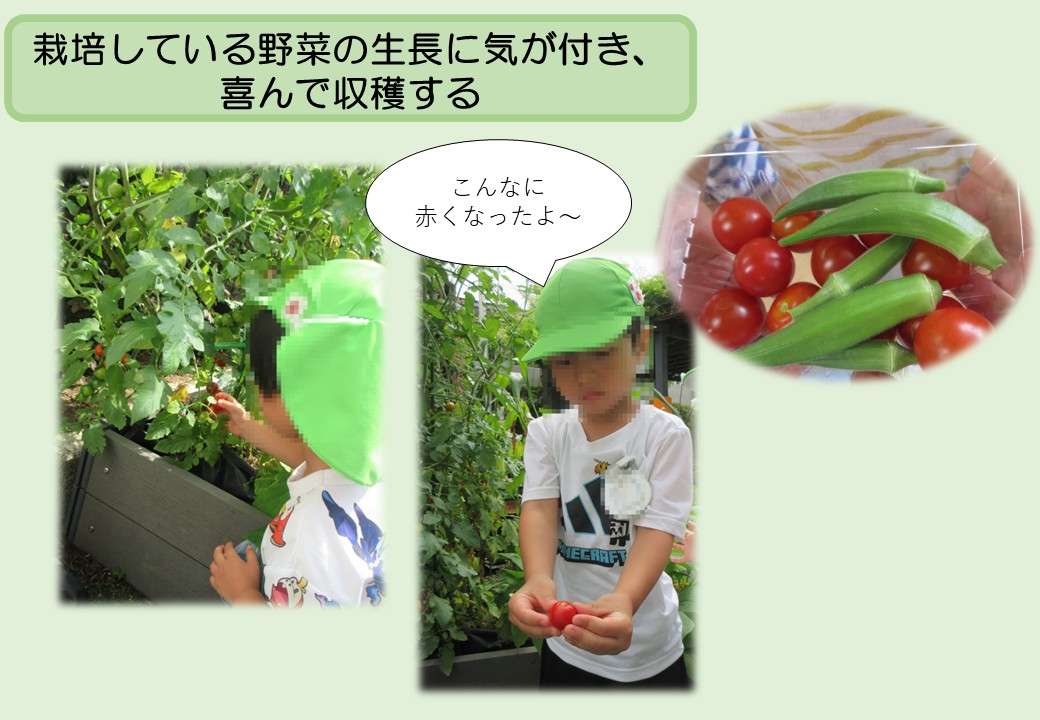 7月4歳児。栽培している野菜の生長に気が付き、喜んで収穫する。
