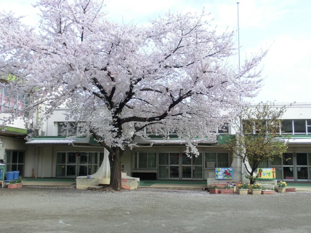 桜と保育室