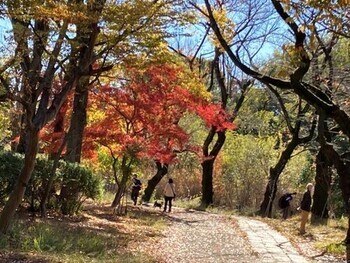 園内紅葉風景の写真