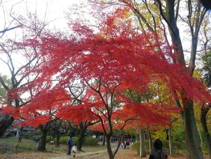 紅葉風景