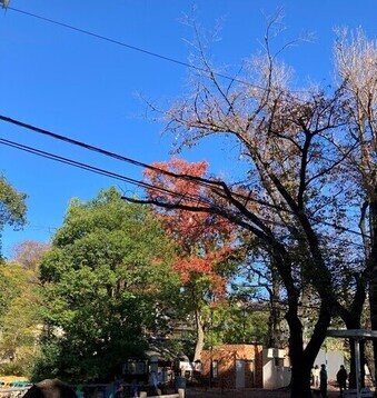 青空に映える紅葉の写真