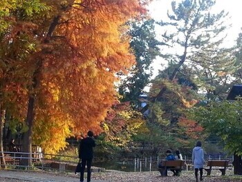 池のほとりの紅葉風景の写真