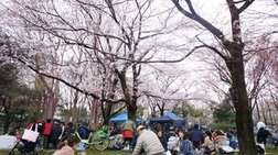 お花見中をしている人々の写真