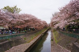 善福寺川沿いの桜