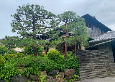 角川庭園アカマツ