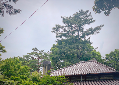 屋根越しのマツ