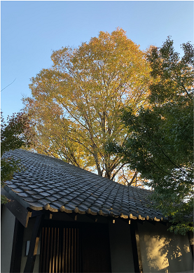 荻外荘公園追加用地ケヤキ