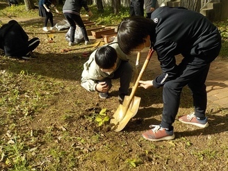 どんぐりの苗を植える児童の写真