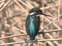 カワセミの様子