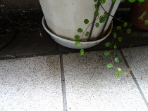 植木鉢受け皿の写真