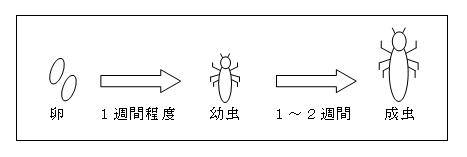 図：アタマジラミが卵から成虫になるまでの様子